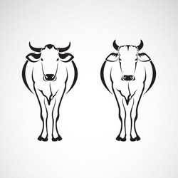 image of an two cows Vector Image