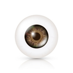 Photo realistic eyeball human retina vector