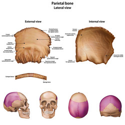 Structure humerus bone with name Royalty Free Vector Image