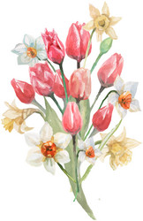 bouquet of flowers tulips spring holiday march 8 w Vector Image