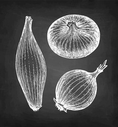 chalk sketch onion vector