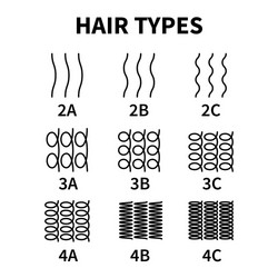 Hair Curl Types Chart - All Curl Patterns vector image