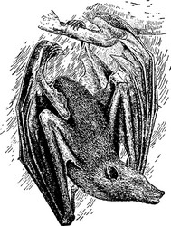 Flying Bat Fox Vector Images (over 290)