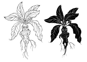 Mandrake Plant Stock Illustrations – 263 Mandrake Plant Stock