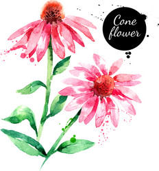 Purple Coneflower Watercolor Painting Vector Image