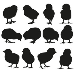Chicken Silhouettes Collection Vector Image