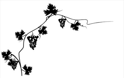 Black silhouette of grapes on the vine vector