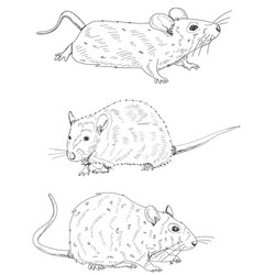 White background rat mouse sketch with lines set vector