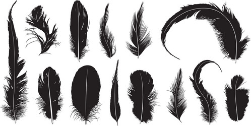 Realistic detailed feathers set hand drawn Vector Image