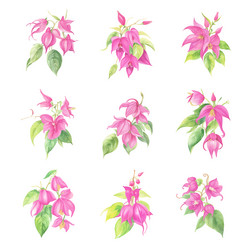 set of watercolor pink fuchsia flowers Vector Image