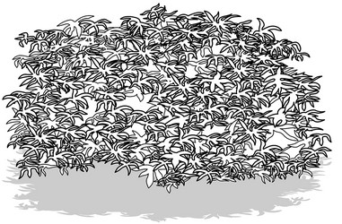 Drawing of a dense tropical bush vector