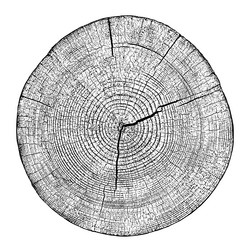 Wood texture of cutted tree trunk Royalty Free Vector Image