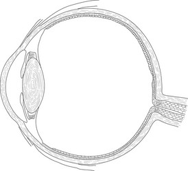 Human eye structure scheme Royalty Free Vector Image