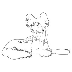 Chinese Crested Dog Line Art Vector Image