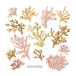 Types of hand drawn mosses Royalty Free Vector Image