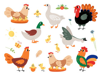 farm cartoon birds set walking funny chick vector