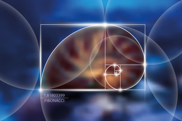 fibonacci number sequence golden ratio seashell vector image