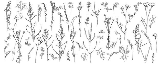 Set of weeds wild plants in field and forest vector