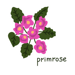 Primrose Flower Vector Images (over 720)