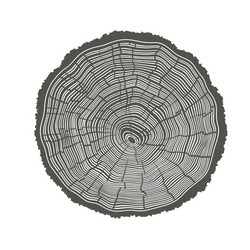 Tree rings Royalty Free Vector Image - VectorStock