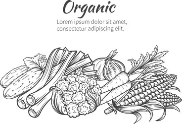 hand drawn vegetables vector