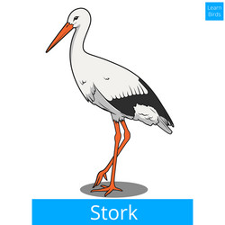 stork learn birds educational game vector