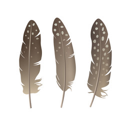 bird feathers set isolated on white background vector