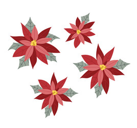 poinsettia flowers isolated for christmas or new Vector Image