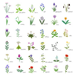 Floral Collection - Botanical Flowers Vector Image