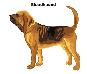 Elegant Bloodhound Portrait vector