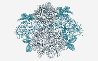Hand Drawn Chrysanthemum Flower Set Vector Image