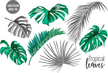 tropical leaf monstera palm monochrome set Vector Image