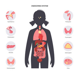 Human endocrine system Royalty Free Vector Image