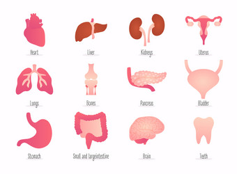 Internal human organs hand drawn icons set Vector Image