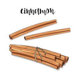 Cinnamon isolated object sketch spice for food vector