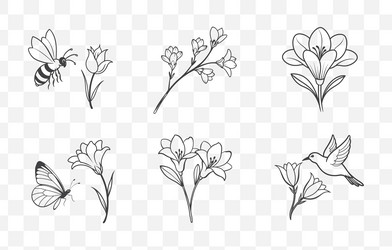 print elegant freesia line art set Vector Image