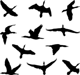 Cormorant Silhouettes Vector Image