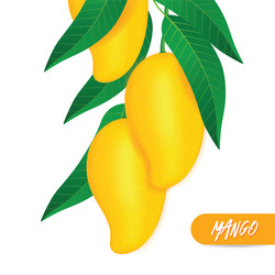 Mango fresh fruit graphic Royalty Free Vector Image