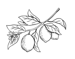 Hand drawn etching lemon with leaves and flower vector