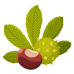 chestnuts shell with prickles and pointed oblong vector image