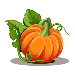 Pumpkins with leaves isolated on white background vector