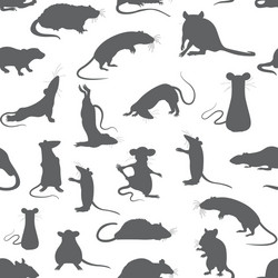 rats seamless pattern rat poses and exercises vector