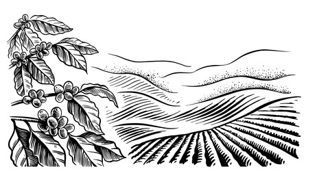 Coffee plantation landscape Royalty Free Vector Image