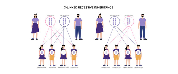x linked recessive inheritance vector image