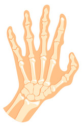 hand bone structure human palm with fingers vector