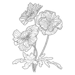 Floral Poppy Coloring Page Vector Image