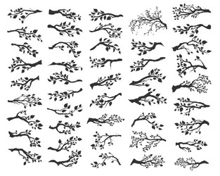 Tree Branches with Leaves - Isolated vector image