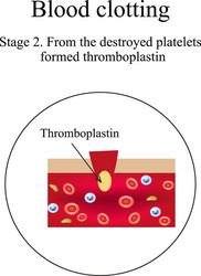 Hemostasis Vector Images (over 200)