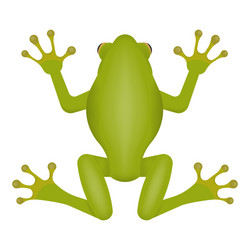 green frog isolated on white background vector