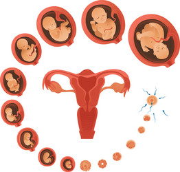 Embryo month stages of development Royalty Free Vector Image